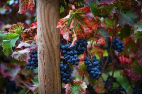 Clos Montmartre Grape Harvest - Paris