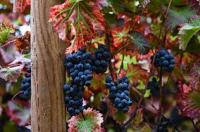 Clos Montmartre Grape Harvest - Paris