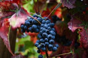 Clos Montmartre Grape Harvest - Paris