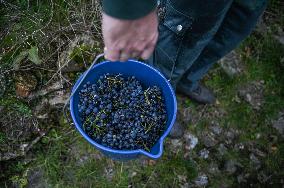 Clos Montmartre Grape Harvest - Paris