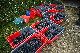 Clos Montmartre Grape Harvest - Paris