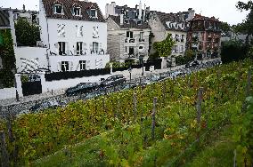 Clos Montmartre Grape Harvest - Paris