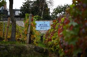 Clos Montmartre Grape Harvest - Paris