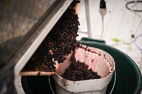 Clos Montmartre Grape Harvest - Paris