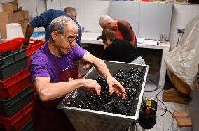 Clos Montmartre Grape Harvest - Paris