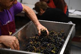 Clos Montmartre Grape Harvest - Paris