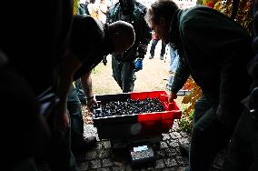 Clos Montmartre Grape Harvest - Paris