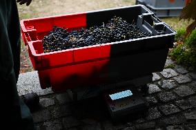 Clos Montmartre Grape Harvest - Paris