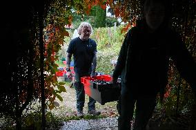 Clos Montmartre Grape Harvest - Paris