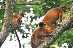 India Wildlife