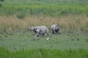 India Wildlife