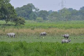 India Wildlife