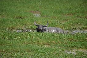 India Wildlife