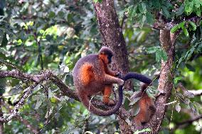 India Wildlife