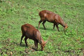 India Wildlife