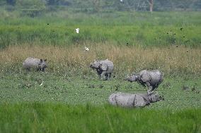 India Wildlife