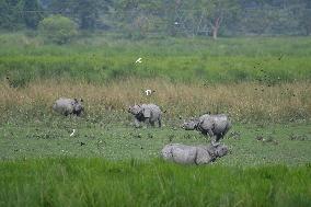 India Wildlife