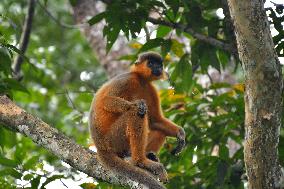 India Wildlife