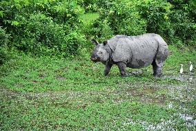 India Wildlife