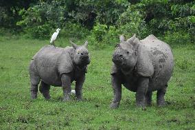 India Wildlife