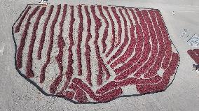 Farmers Dry Chili Peppers in the Gobi Desert in Hami