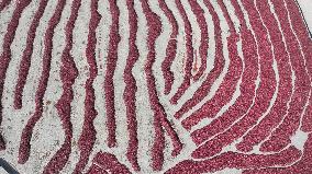 Farmers Dry Chili Peppers in the Gobi Desert in Hami