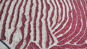 Farmers Dry Chili Peppers in the Gobi Desert in Hami