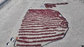 Farmers Dry Chili Peppers in the Gobi Desert in Hami