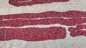 Farmers Dry Chili Peppers in the Gobi Desert in Hami