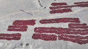 Farmers Dry Chili Peppers in the Gobi Desert in Hami