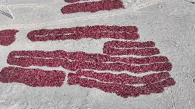 Farmers Dry Chili Peppers in the Gobi Desert in Hami