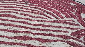 Farmers Dry Chili Peppers in the Gobi Desert in Hami