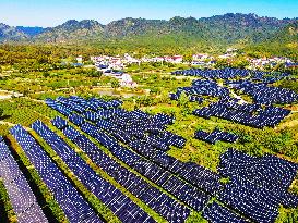 Integration of Agriculture And Photovoltaic Industry