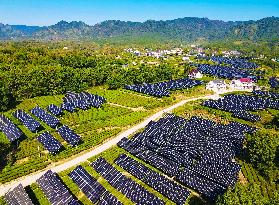 Integration of Agriculture And Photovoltaic Industry