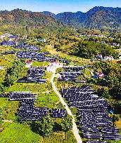 Integration of Agriculture And Photovoltaic Industry