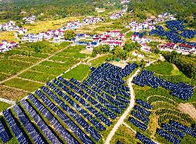 Integration of Agriculture And Photovoltaic Industry