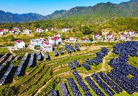 Integration of Agriculture And Photovoltaic Industry