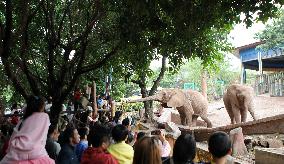 An Animal Theme Park in Chongqing