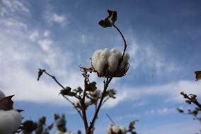 Mature Cotton in Hami