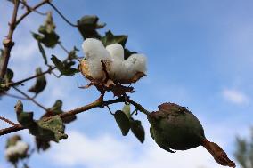 Mature Cotton in Hami