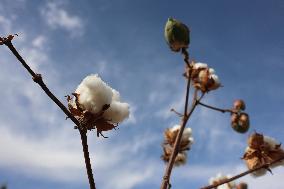 Mature Cotton in Hami