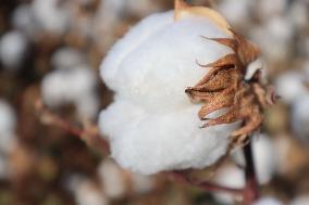 Mature Cotton in Hami