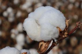 Mature Cotton in Hami