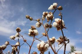 Mature Cotton in Hami