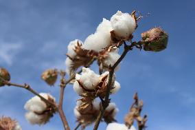 Mature Cotton in Hami