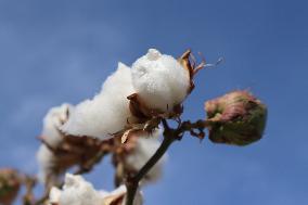 Mature Cotton in Hami