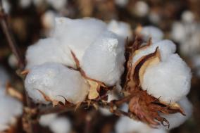 Mature Cotton in Hami