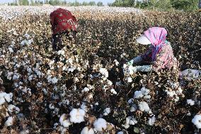 Mature Cotton in Hami