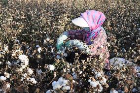 Mature Cotton in Hami