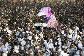 Mature Cotton in Hami